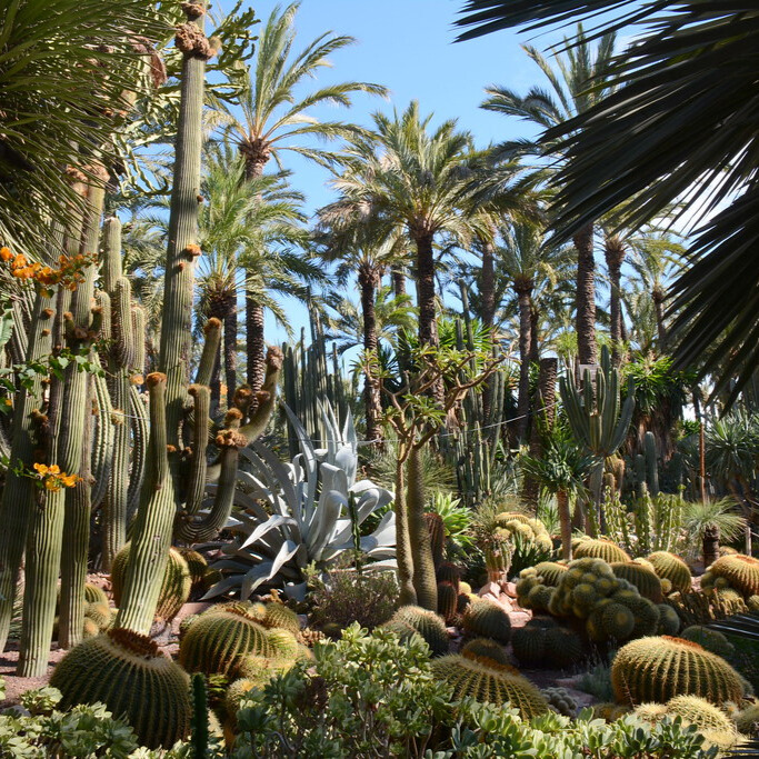 Cactus en el Huero de la cura.