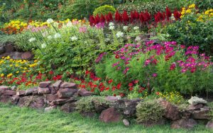 Jardin con plantas y flores